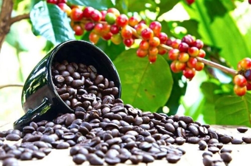 Giá cà phê hôm nay (17-6): Cà phê tại Đắk Nông được thu mua với giá cao nhất 